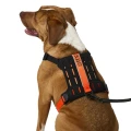 dog_back_2000px.webp