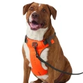 dog_front_2000px_3.webp