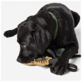5860127_170_MissionReadyGrenadierDogTugToy_FL24_Dog_.jpg